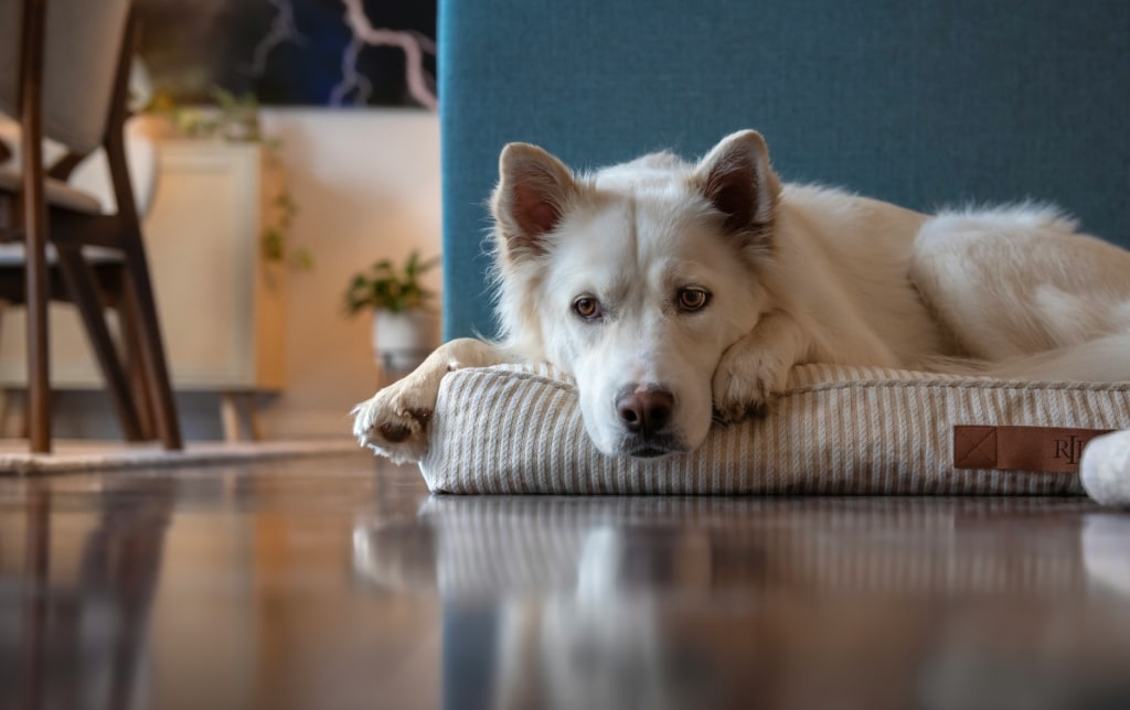 An anxious dog lying on its bed after a change in routine caused by the back-to-school season