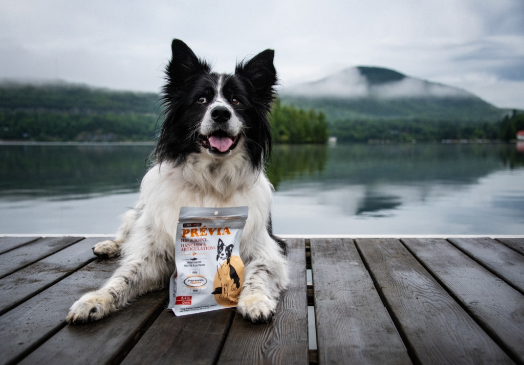 Dog lying on a dock by a lake with a bag of PRÉVIA Hip & Joint treats.