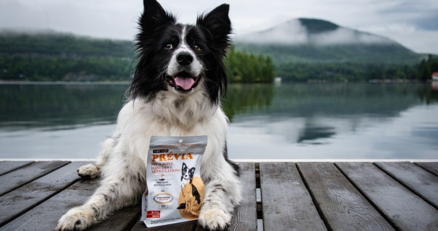 Dog lying on a dock by a lake with a bag of PRÉVIA Hip & Joint treats.